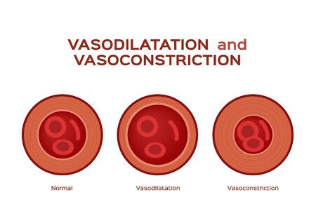 normal vasodilation and vasoconstriction blood vessel vectorのイラスト素材