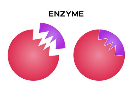 digestive enzyme vector on white backgroundのイラスト素材
