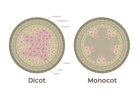 root vector / monocot and dicot stem / infographicのイラスト素材
