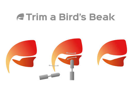 trim and cut bird beak structure anatomy / mouth, vector on whiteのイラスト素材