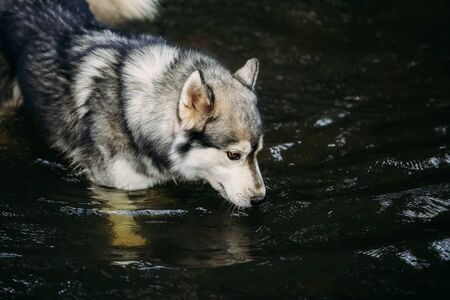 Husky dog ??running outdoors. Entertainment. River. Young dog sitting on the grass outside. Summer.の写真素材