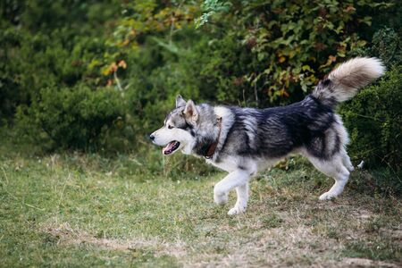 Husky dog ??running outdoors. Entertainment. River. Young dog sitting on the grass outside. Summer.の写真素材
