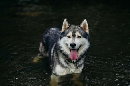 Husky dog ??running outdoors. Entertainment. River. Young dog sitting on the grass outside. Summer.の写真素材