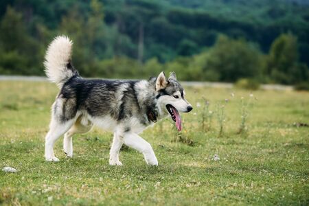 Husky dog ??running outdoors. Entertainment. River. Young dog sitting on the grass outside. Summer.の写真素材