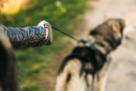 A girl is walking with a dog along the embankment. Beautiful husky dog. the river,の写真素材