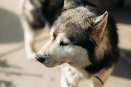 A husky dog sitting on the embankment in springの写真素材