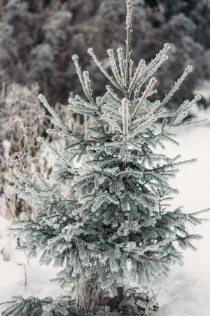Snow Covered Pine Tree Branches Close Upの写真素材