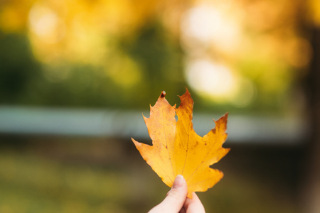 Ladybug ob yellow leaves. Autumn fall. sunny weatherの写真素材