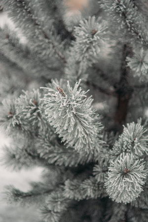 The branches of a Christmas tree in the snowの写真素材