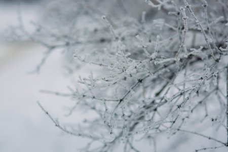 Snow Covered Tree Branches. Close Up. Winter