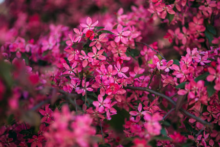 Pink tree blossomed in spring. Beautiful flowers