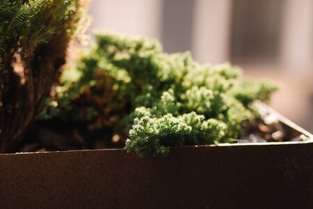 Little green tree in sunset at home by the weindowの写真素材