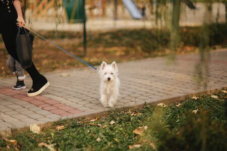 Little beautiful white dog. Walking in the autumn parkの写真素材