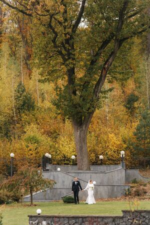 Beautiful autumn in the park. Just married couple walking by the big yellow treeの写真素材