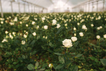 Plantation of white roses in greenhouse. Summer timeの写真素材