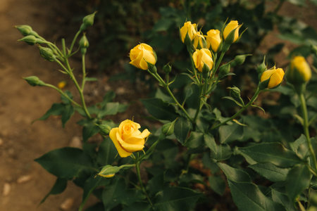Beautiful yellow spary roses in greenhouse. Summer time