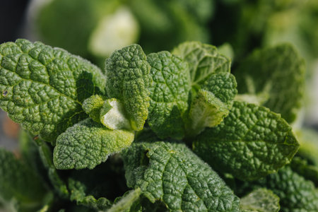 Macro photot of mint leaves on sunshine. Eco green