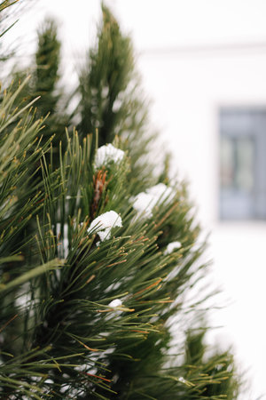 Conifer tree outdoor in winter. Macro photo of snowy Christmas tree