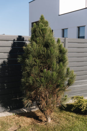 Decorative conifer in the backyard. Luxury garden in country house. Cottage garden concept