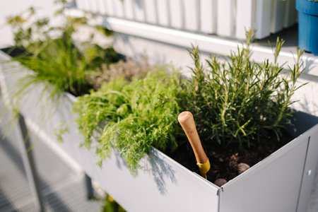 Flowerpot with seedlings of plants and various greens under the window on the terrace. Shovel in groundの写真素材