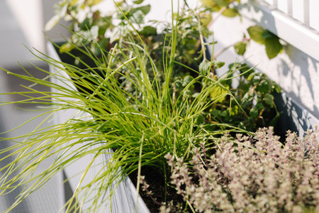 A flowerpot with seedlings of plants and various greens under the window on the terraceの写真素材