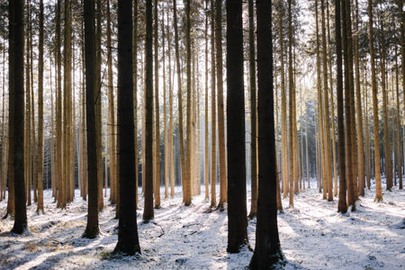 Landscape of snowy forest. The suns rays pass through the trees. Winter sunsetの写真素材