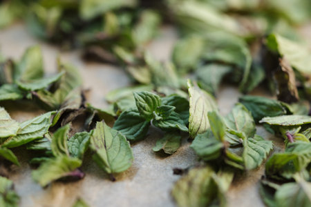 Macro photo of green dried mint on wax paper. Natural drying at home