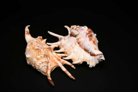 Sea cockleshellsの写真素材