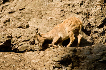 Mountain goat. The Prague zooの写真素材