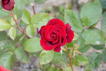 Roseの写真素材