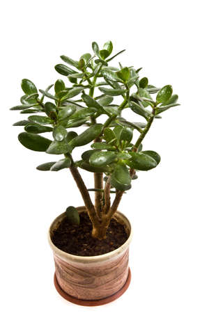 Crassula arborescens, or a monetary tree on a white backgroundの写真素材