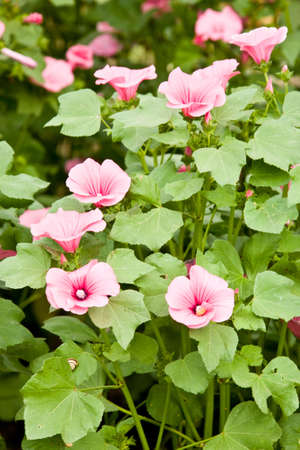 Pink flowers of Lavatery against green leavesの写真素材