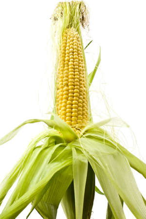 Yellow cob of corn on a white backgroundの写真素材