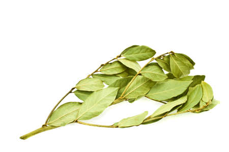 Laurel branch with leaves on a white backgroundの写真素材