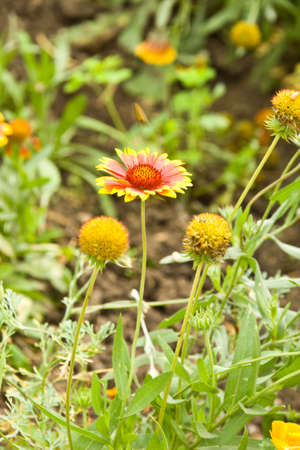 Gaillardiaの写真素材