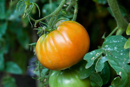  The mature tomato hangs on a branchの写真素材
