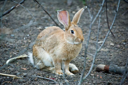 Fluffy rabbit with long ears among branchesの写真素材
