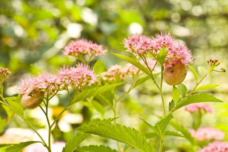 Bright, the small size, flowers of Portulaka of different colour