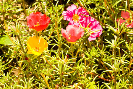 Bright, the small size, flowers of Portulaka of different colourの写真素材