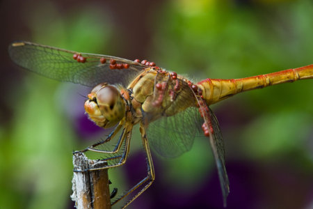 Dragonfly with compound eyes and thin wingsの写真素材