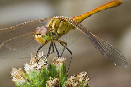Dragonfly with compound eyes and thin wingsの写真素材