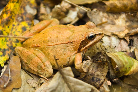 The brown toad perfectly hides in the fallen down foliageの写真素材