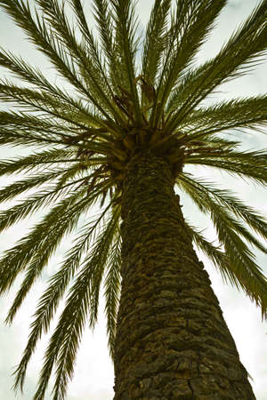 palmの写真素材
