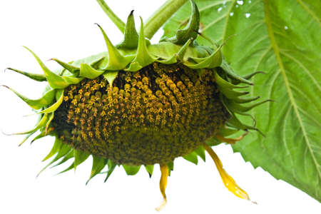  Ripening sunflower seeds of a flower of a sunflower on a white backgroundの写真素材