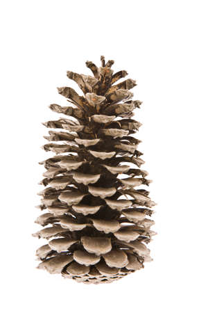 The big, opened cedar cone on a white backgroundの写真素材