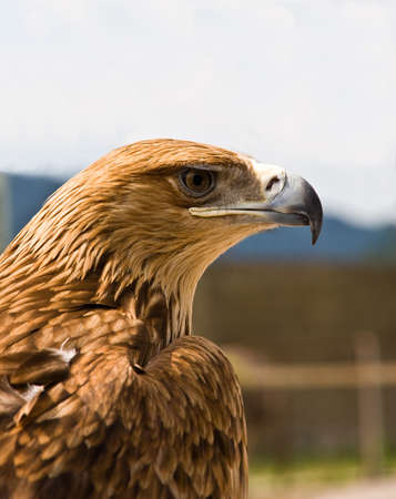 Brown head of an eagle with the big beakの写真素材