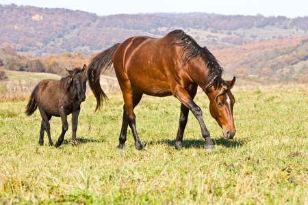 Against autumn wood on a meadow horses are grazedの写真素材