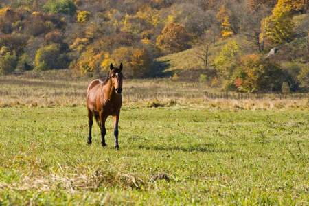 Against autumn wood on a meadow horses are grazedの写真素材