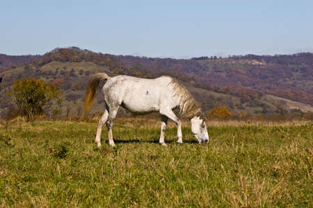 Against autumn wood on a meadow horses are grazedの写真素材