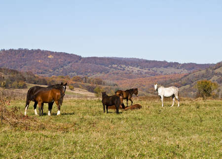 Against autumn wood on a meadow horses are grazedの写真素材